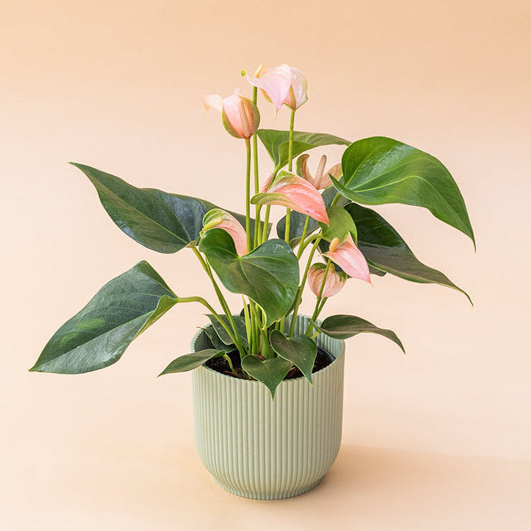 El Anthurium - Anthurium Rosa