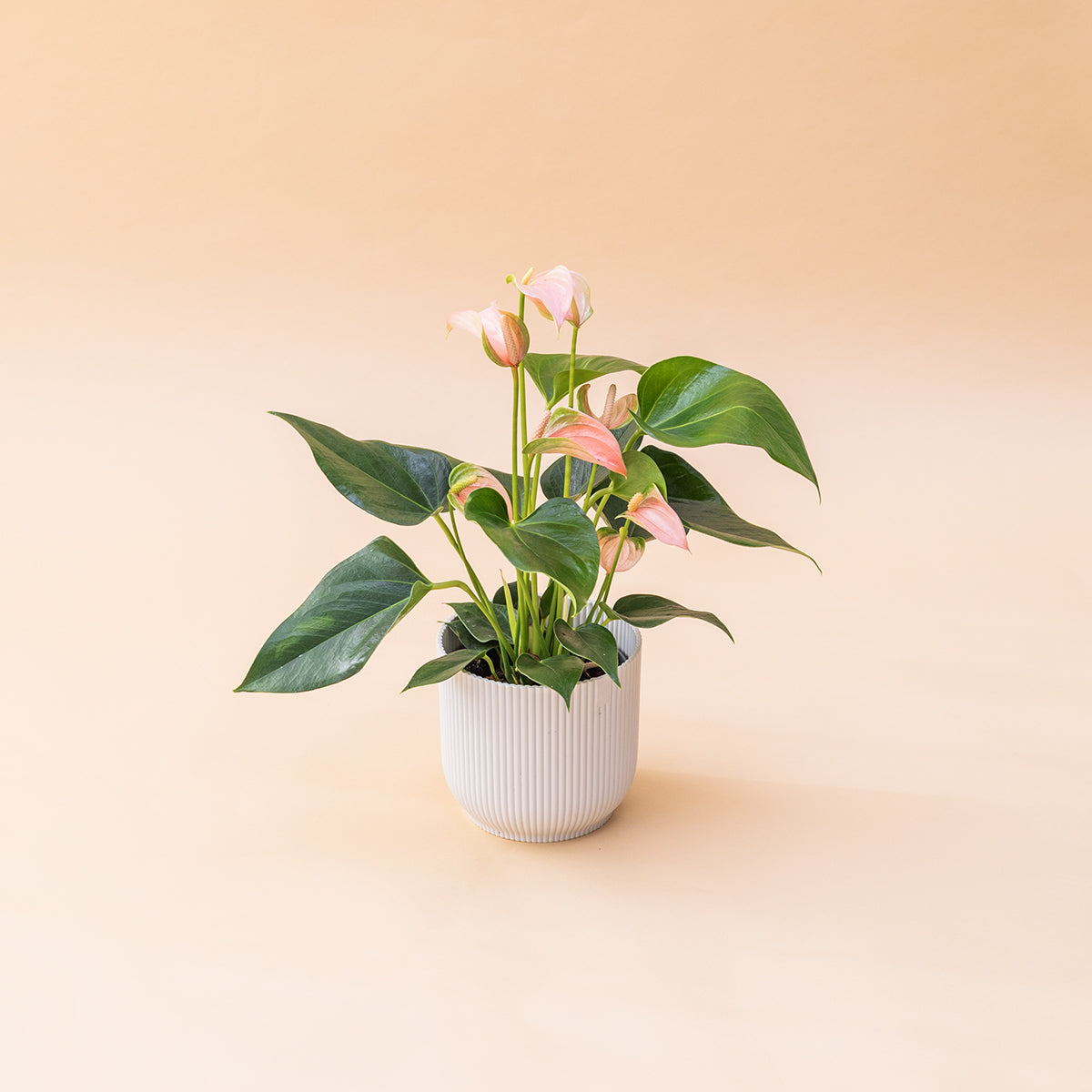 Antúrio - Antúrio Rosa