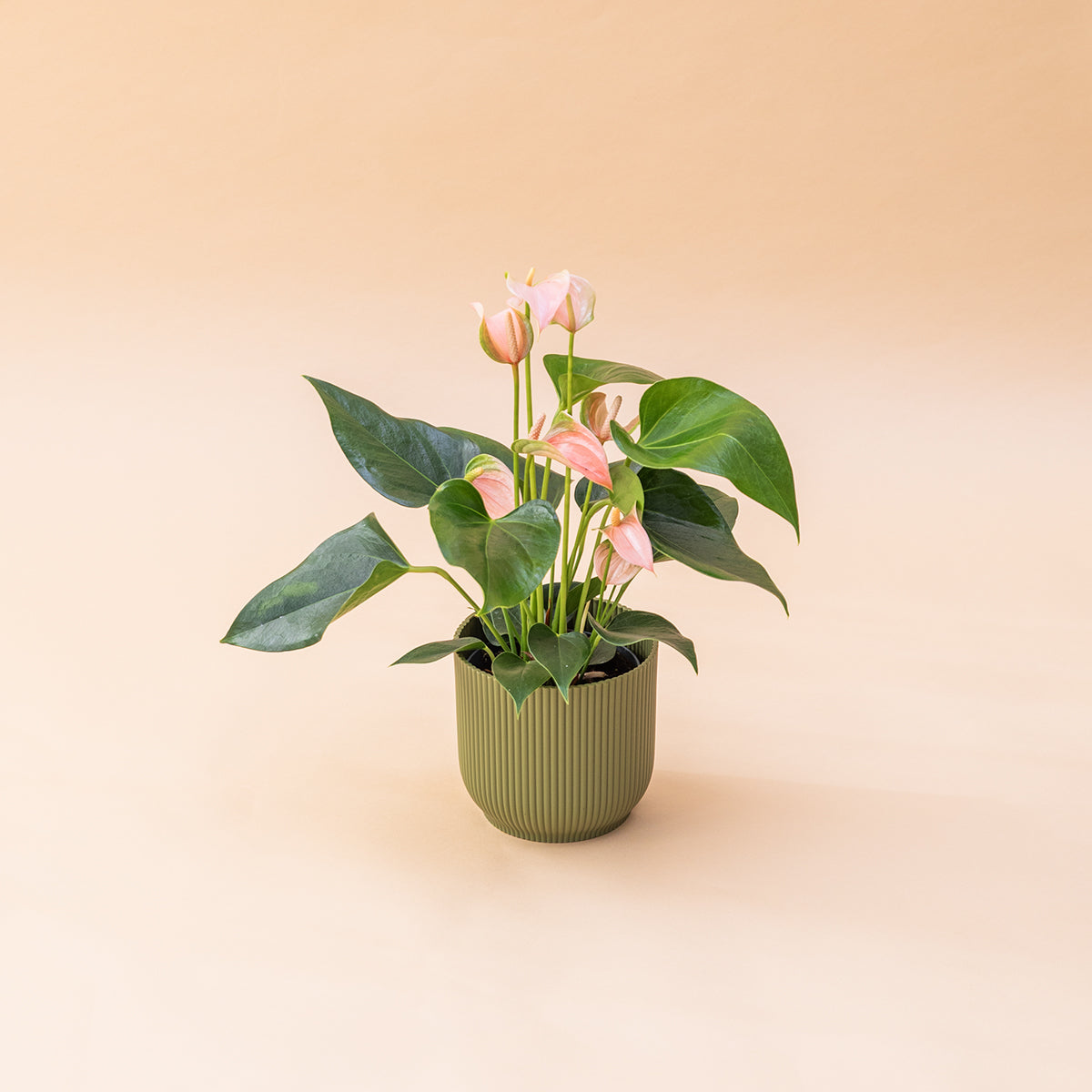 Antúrio - Antúrio Rosa