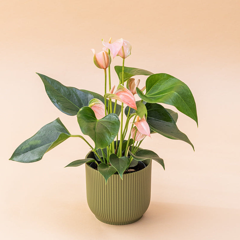 El Anthurium - Anthurium Rosa