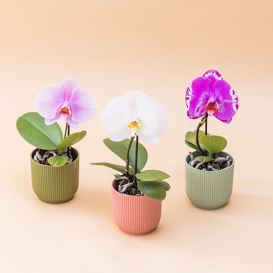 La Orquídea - Orquídea Singolo Sorpresa