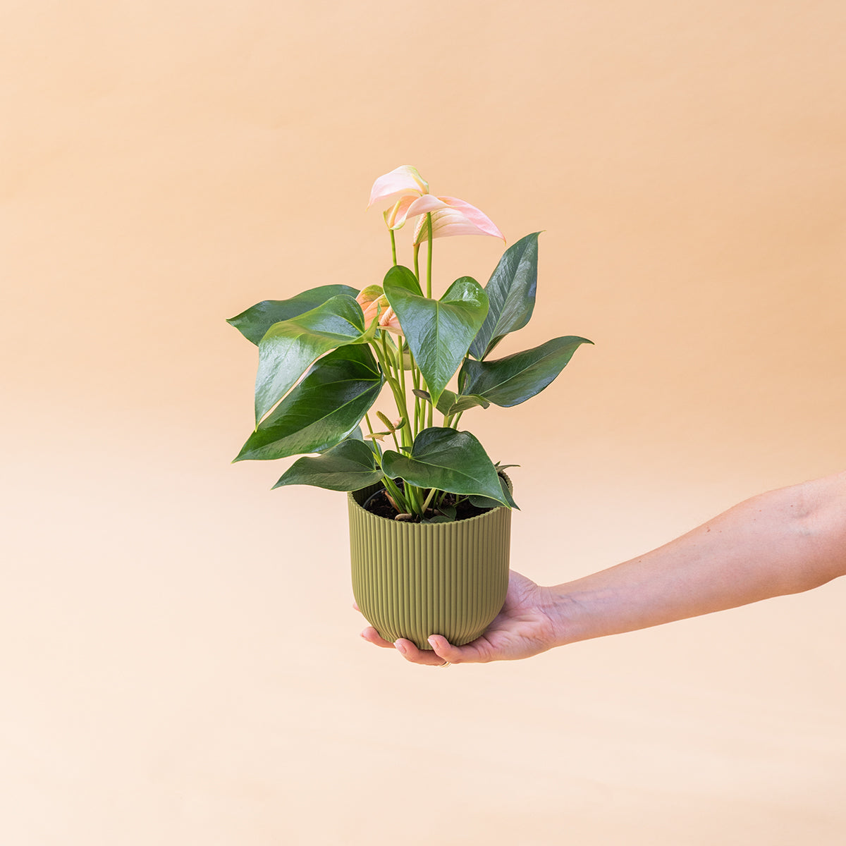 Antúrio - Antúrio Rosa