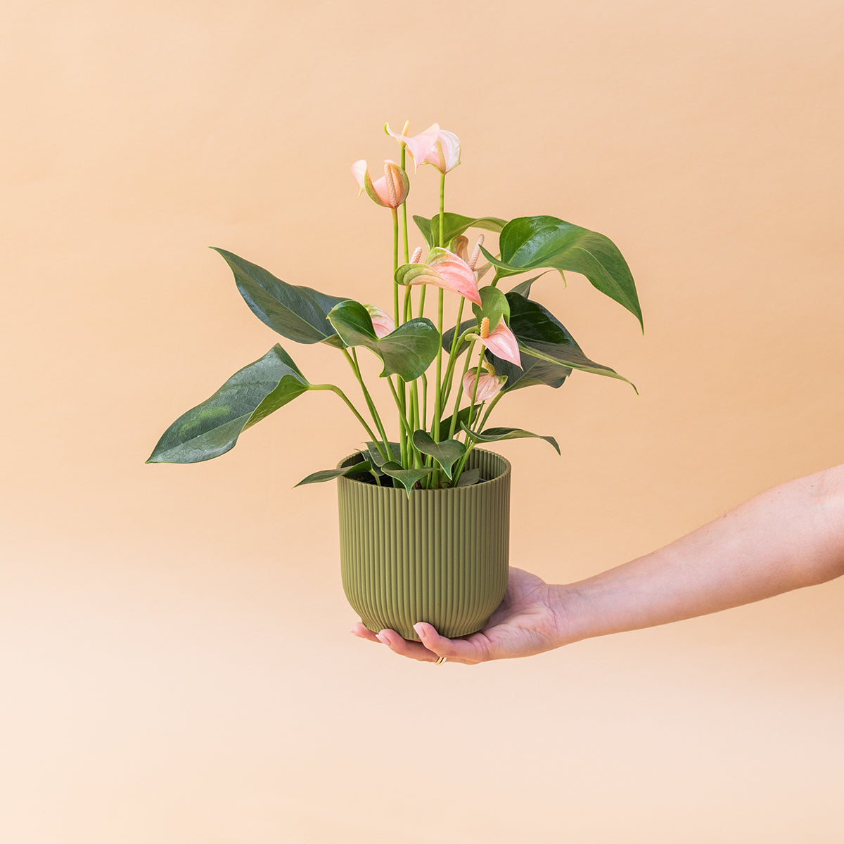 El Anthurium - Anthurium Rosa