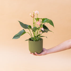 Antúrio - Antúrio Rosa