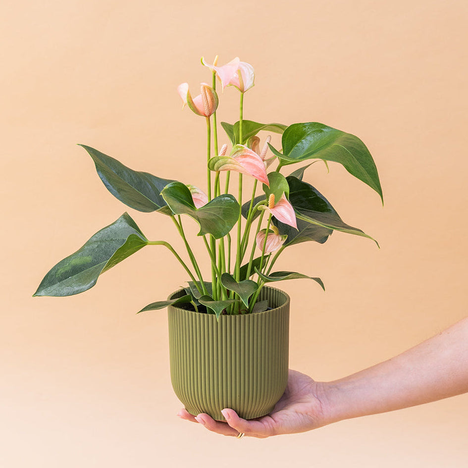 El Anthurium - Anthurium Rosa