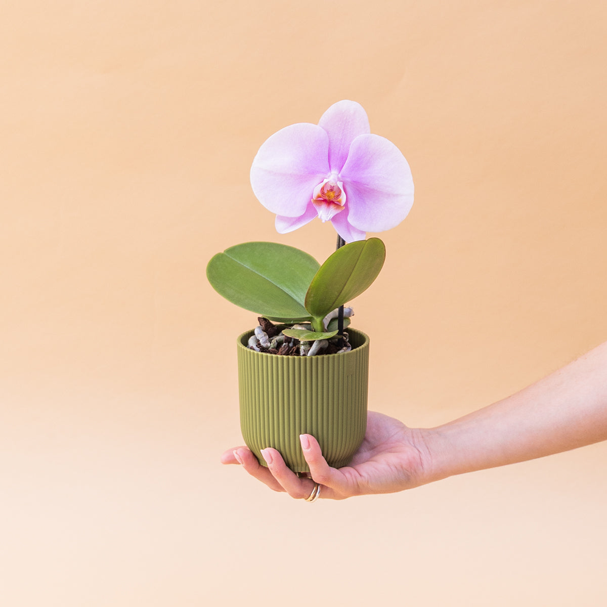 La Orquídea - Orquídea Singolo Sorpresa