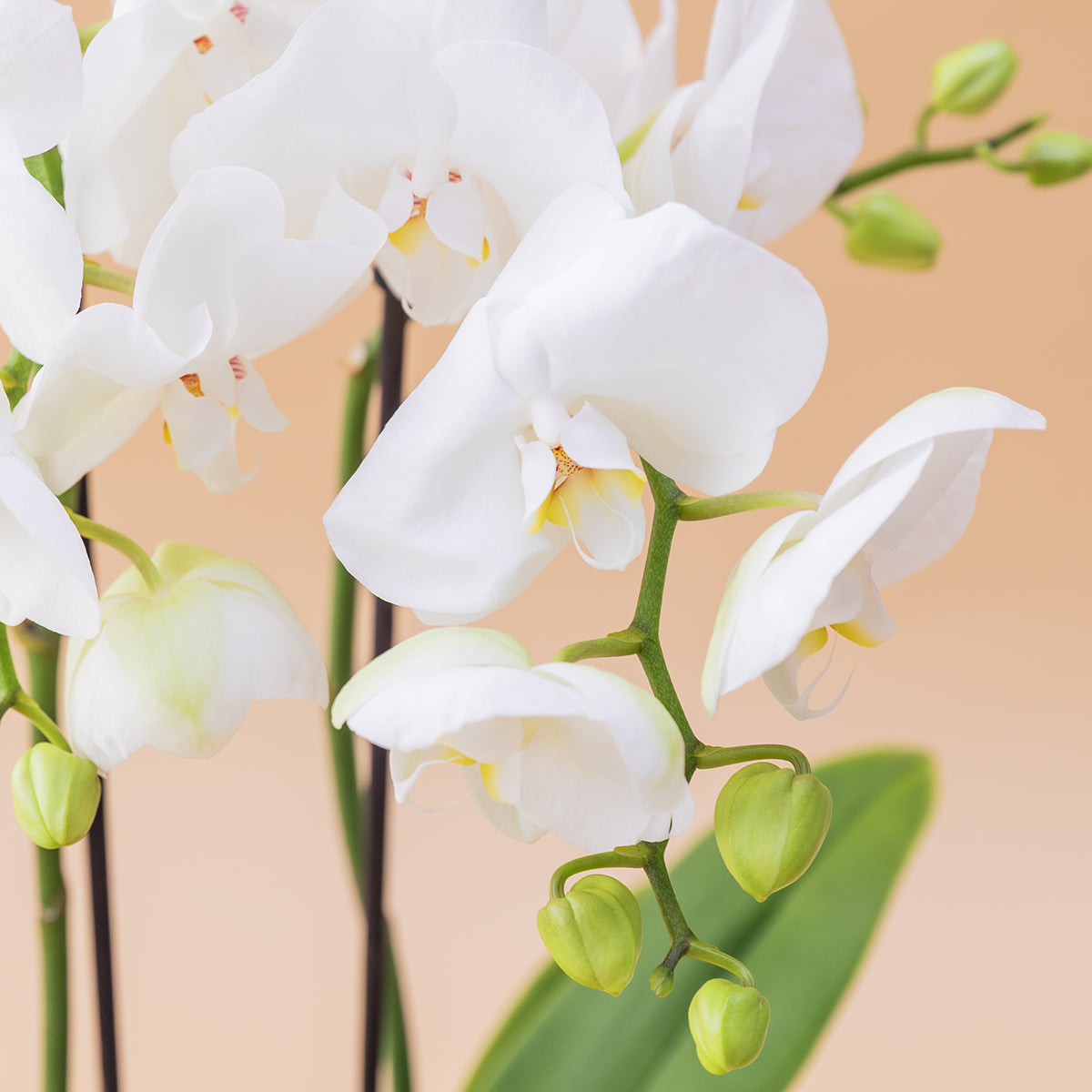 Orquídea Branca com Embrulho, Peluche e Cartão