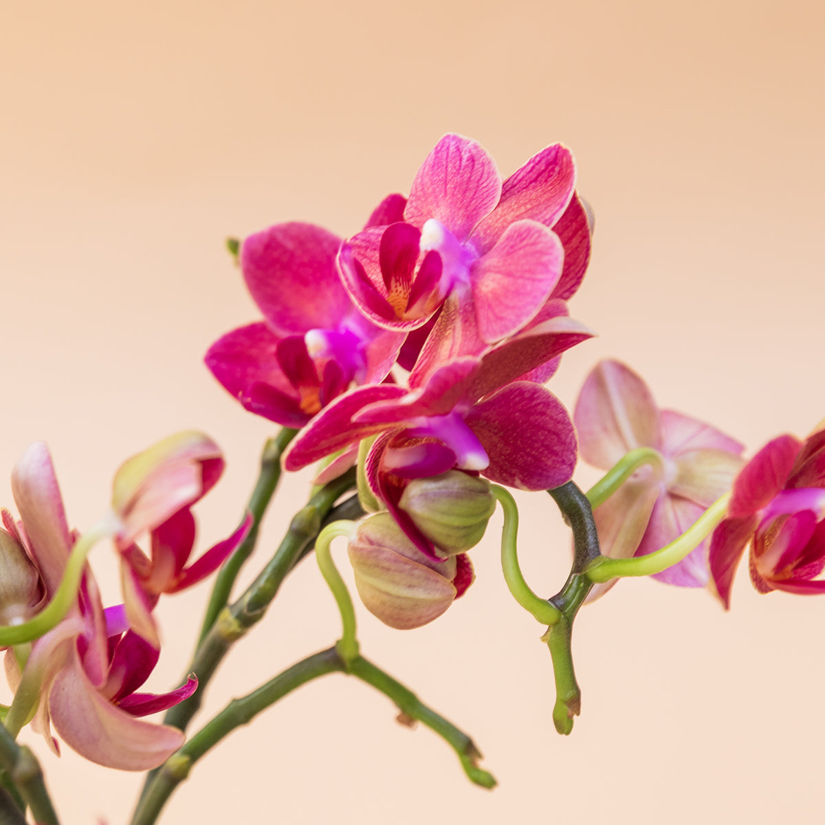 La Orquídea - Orquídea Rosa