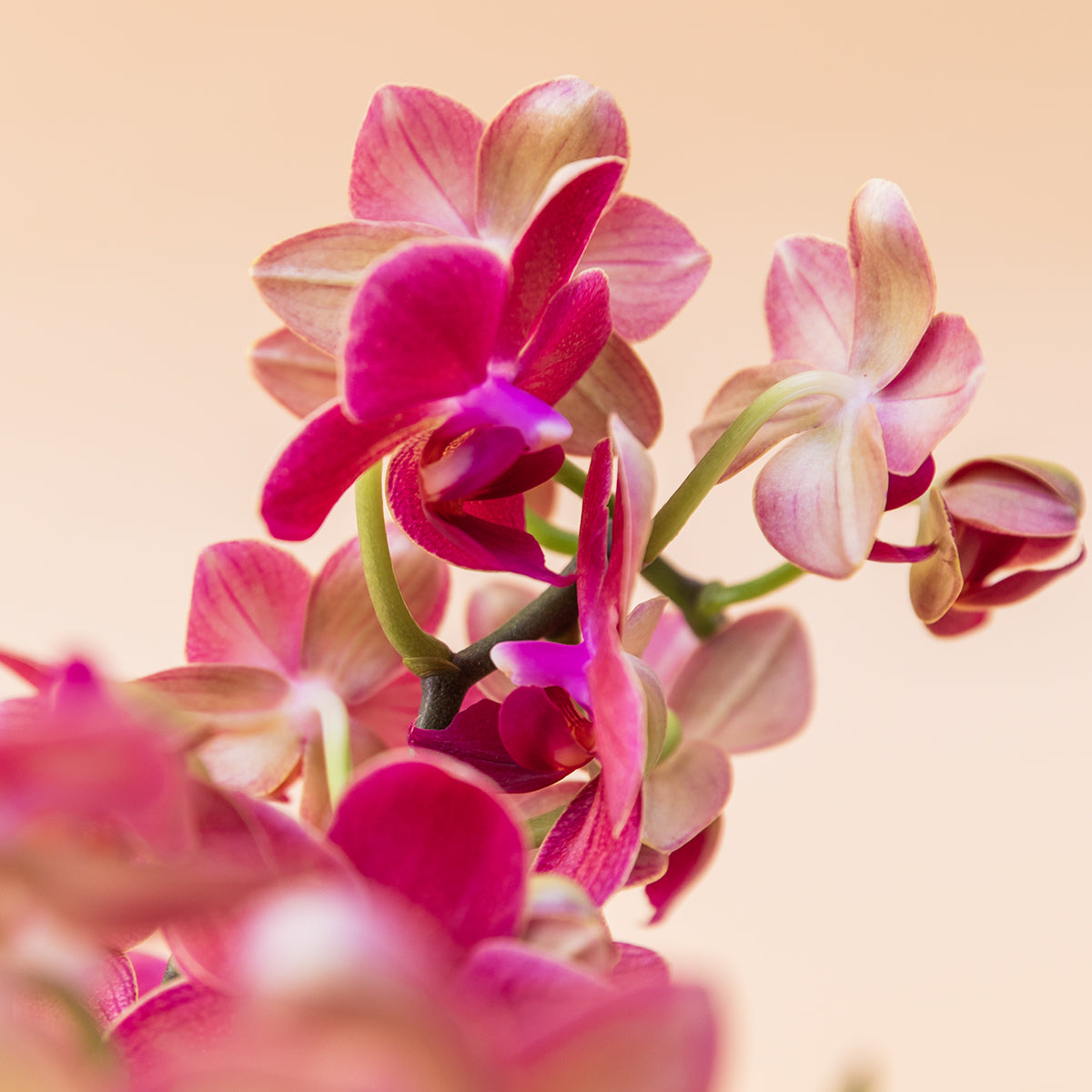 A Orquídea - Orquídea Rosa