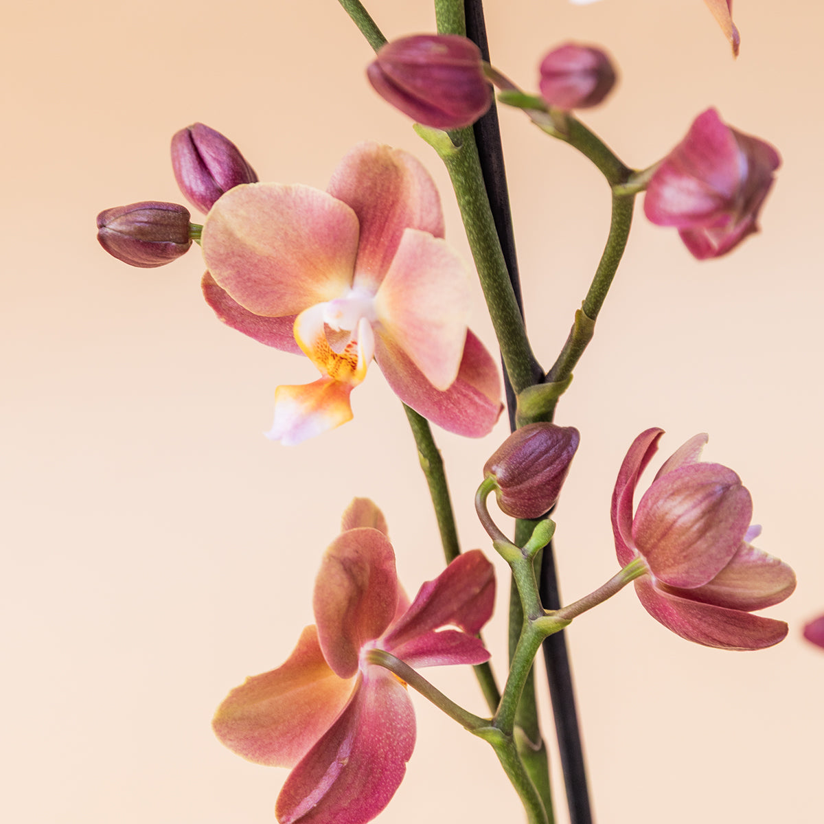 A Orquídea - Orquídea Borboleta