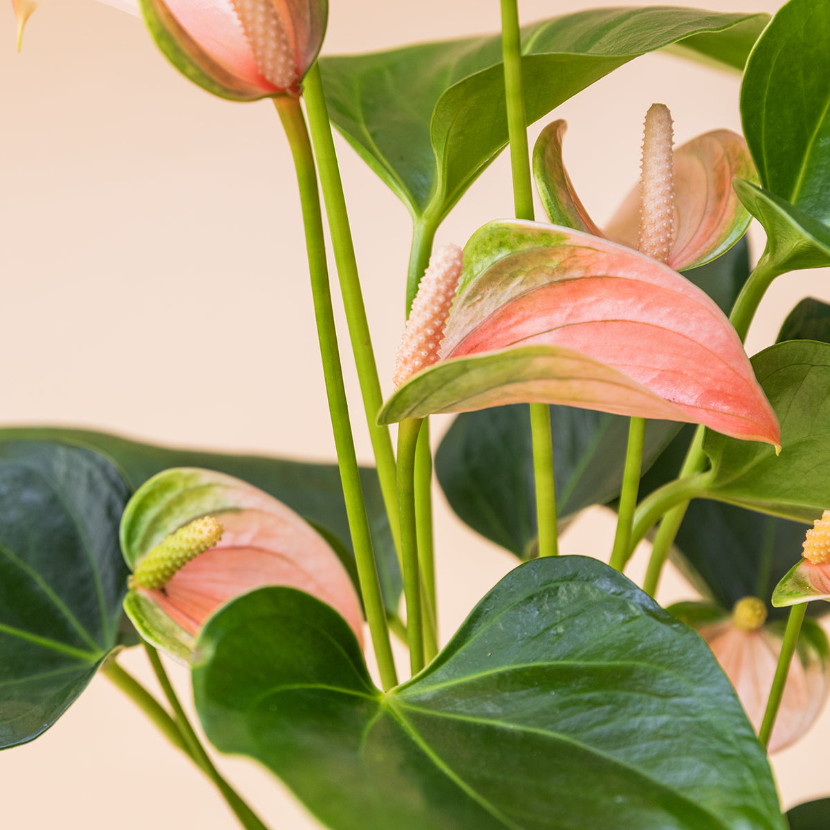 Antúrio - Antúrio Rosa