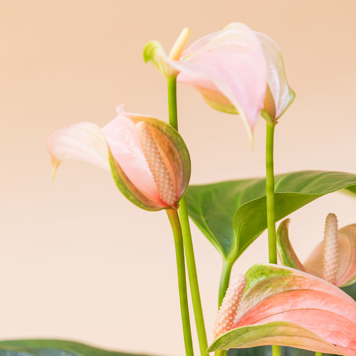 El Anthurium - Anthurium Rosa