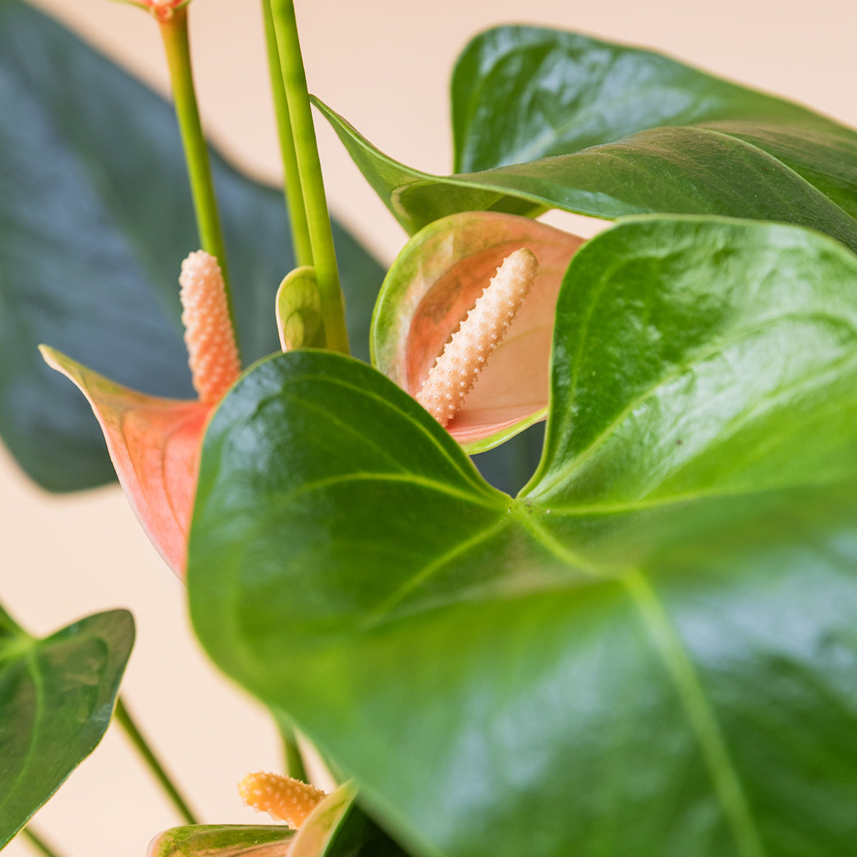 anthurium en espanol Plantas A Domicilio - Anthurium Rosa - Plantas para regalar