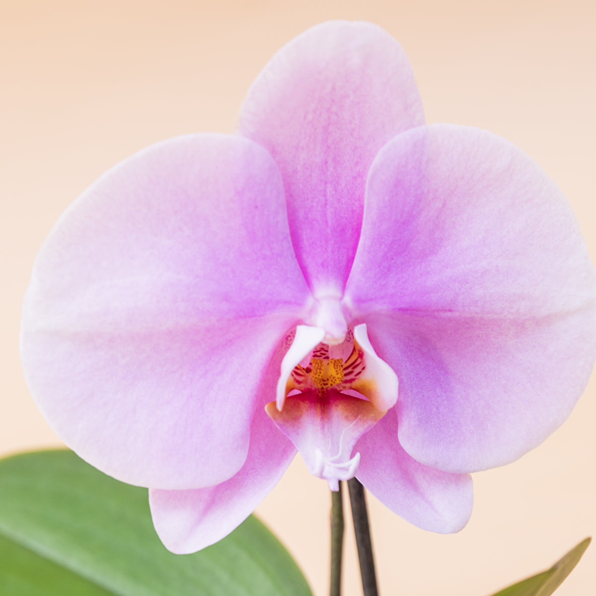 La Orquídea - Orquídea Singolo Sorpresa