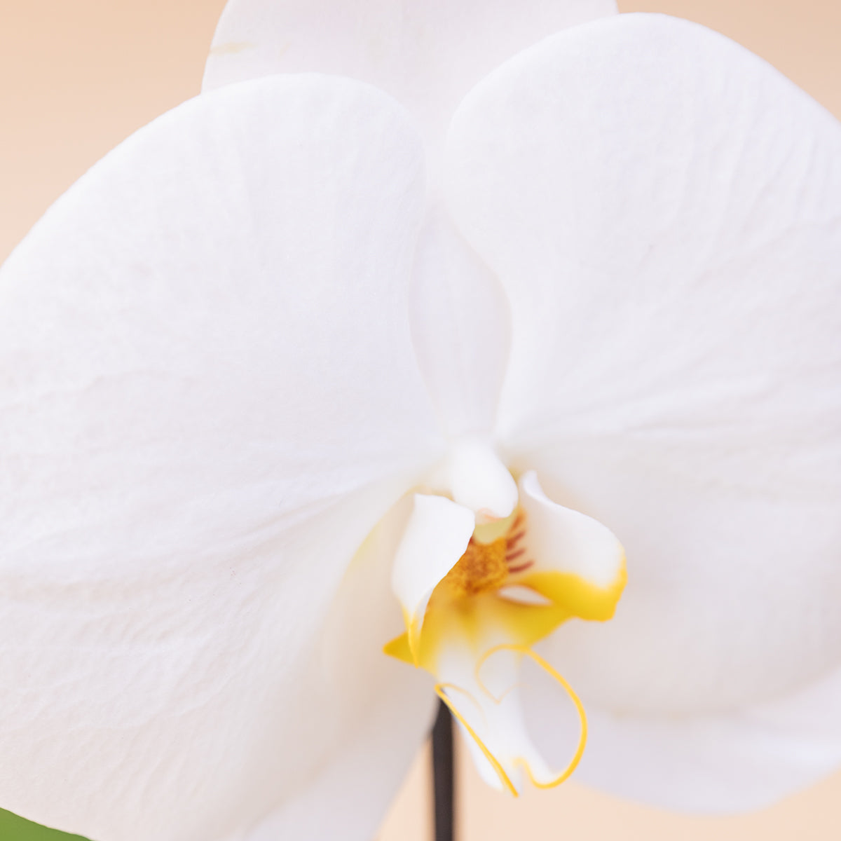 La Orquídea - Orquídea Singolo Sorpresa