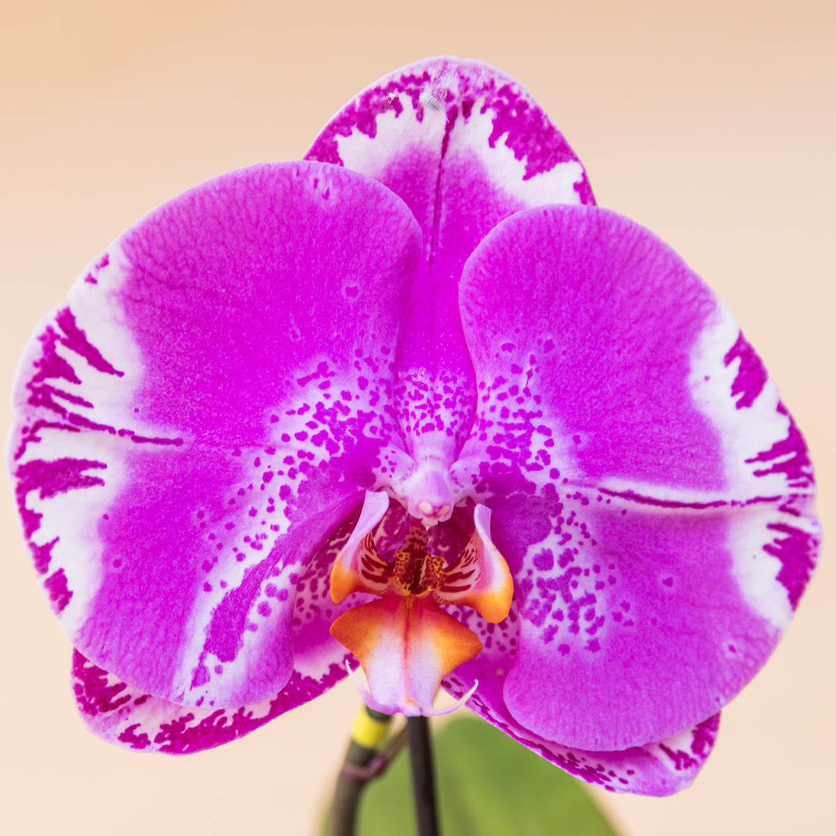 La Orquídea - Orquídea Singolo Sorpresa