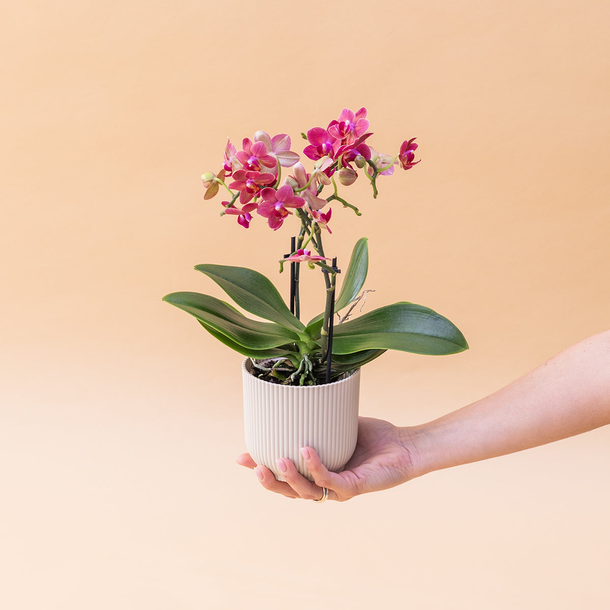 La Orquídea - Orquídea Rosa