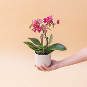 A Orquídea - Orquídea Rosa