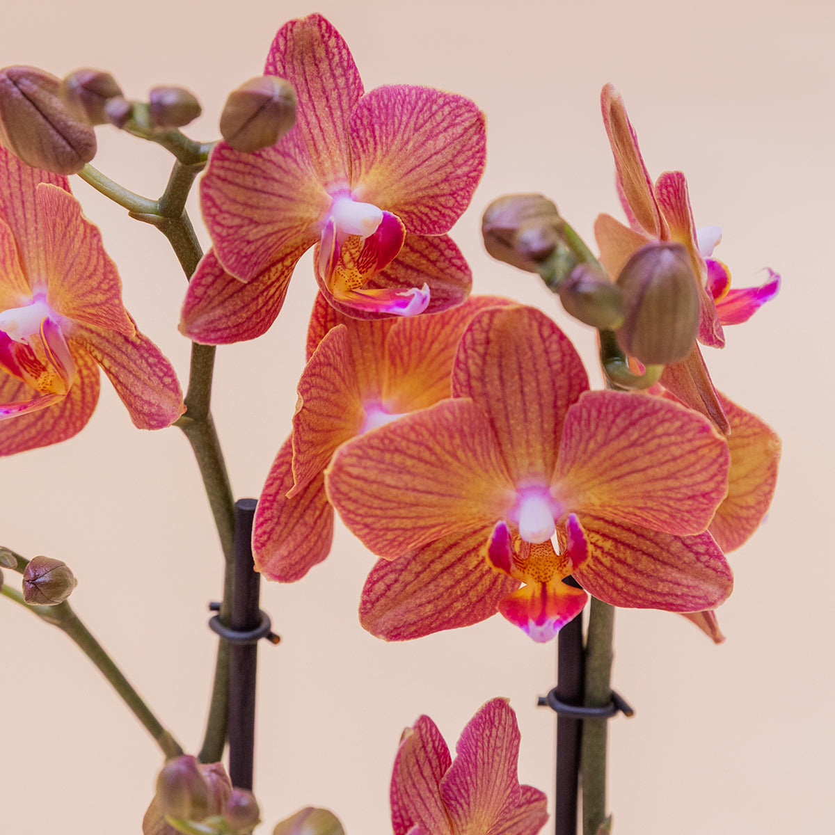 Orquídea Naranja Cumple con Envoltorio, Galletas y Tarjeta