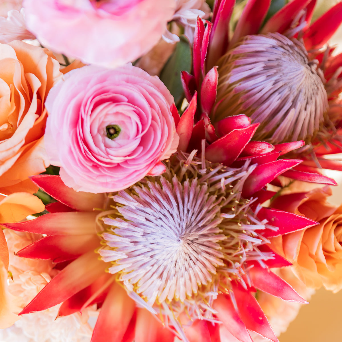 El Premium - Ramo de Proteas XL