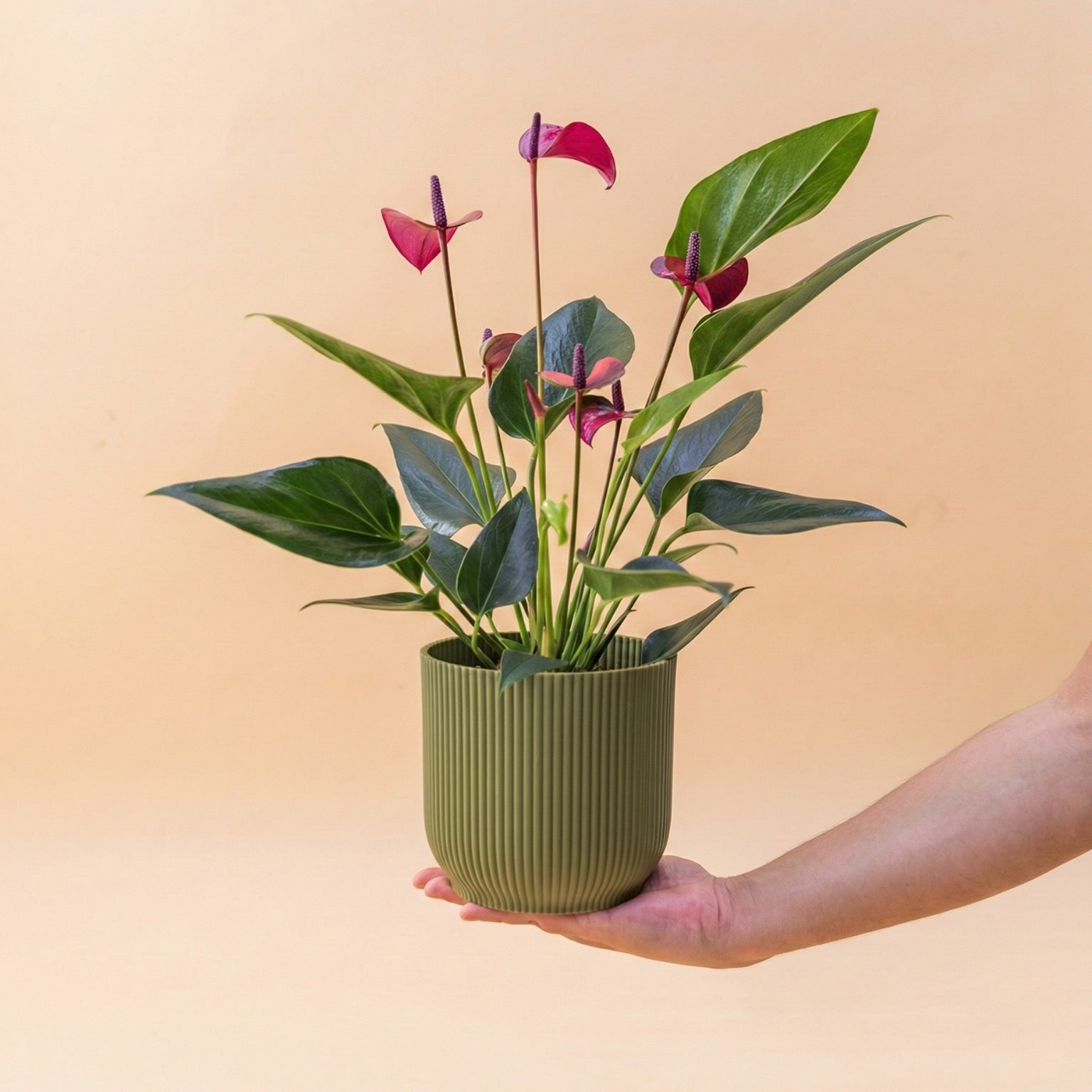 El Anthurium - Anthurium Morado