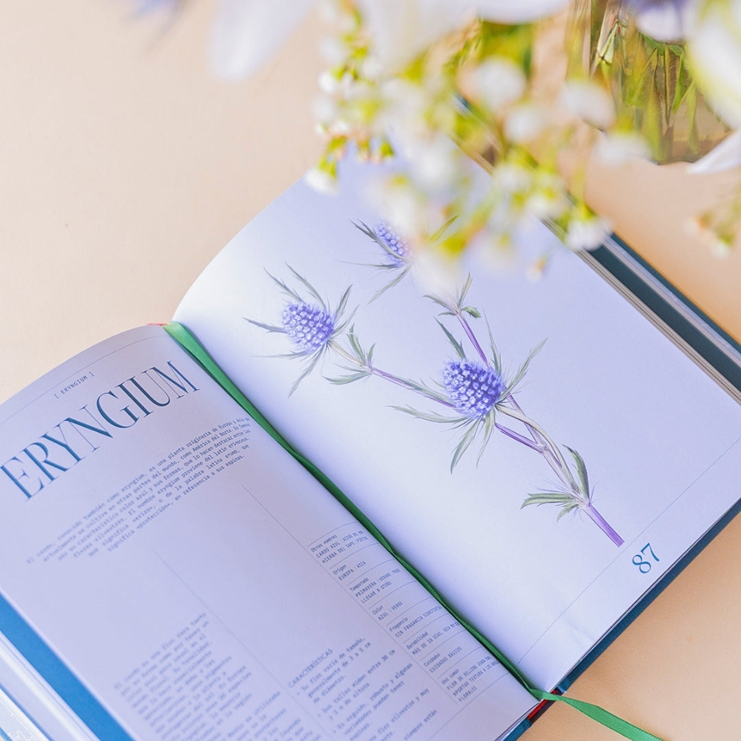 Interior del libro Floripedia de Colvin abierto en la página del Eryngium, con ilustración botánica y ramo de flores blancas desenfocado al fondo