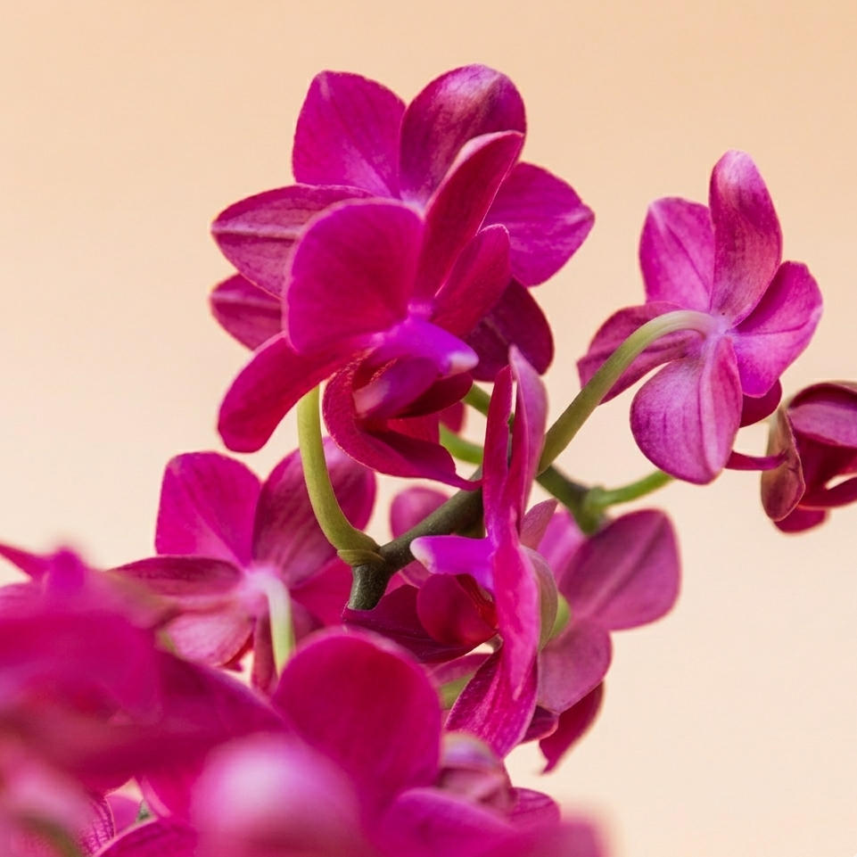 A Orquídea - Orquídea Rosa