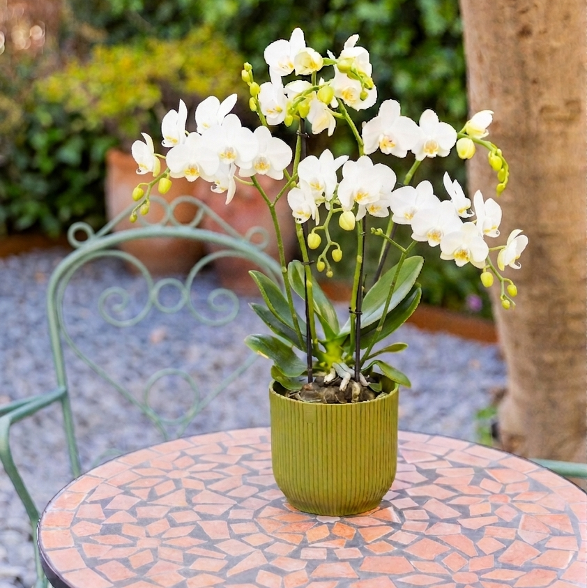 La Orquídea - Orquídea Blanca