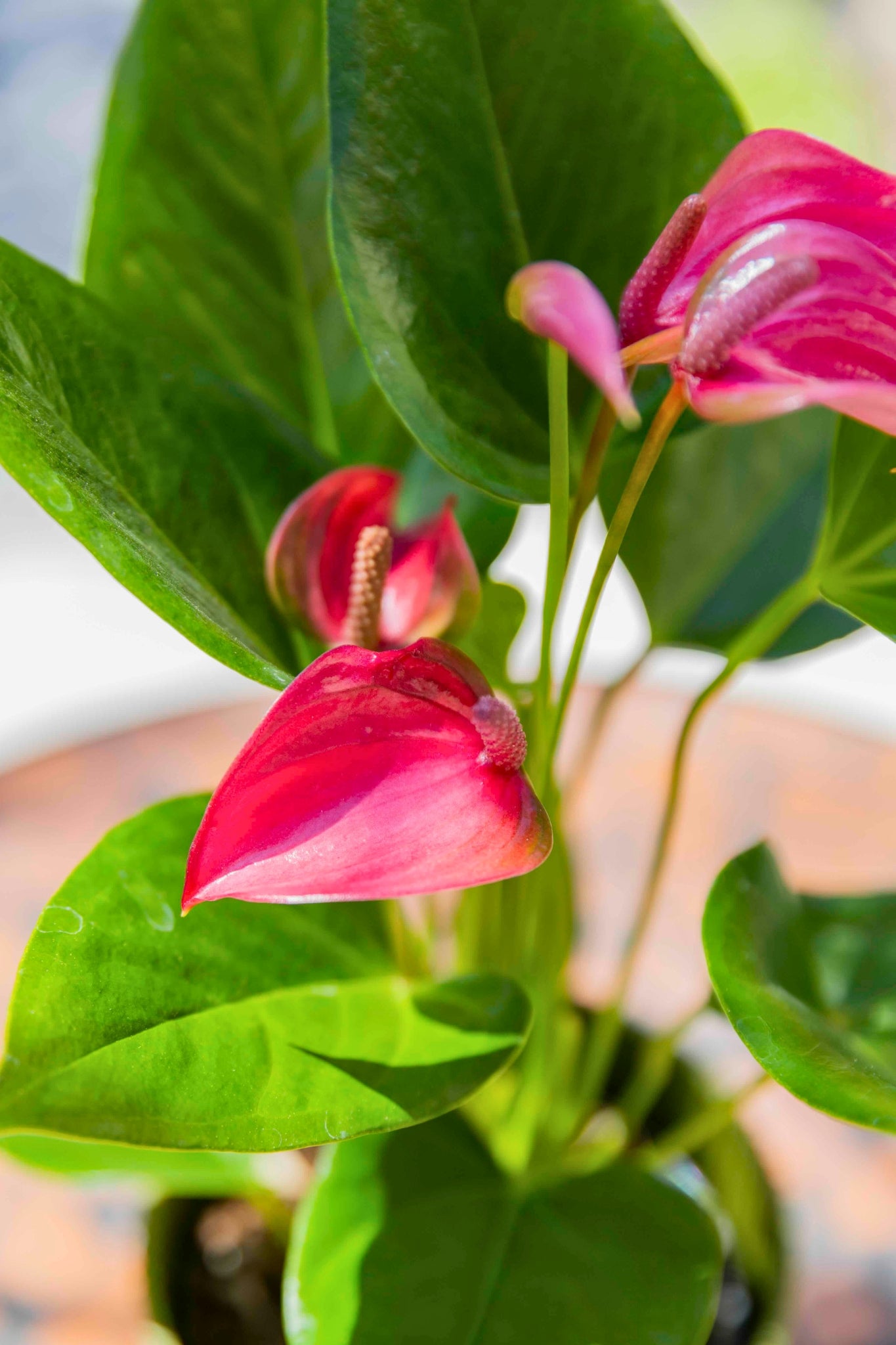 Plantas