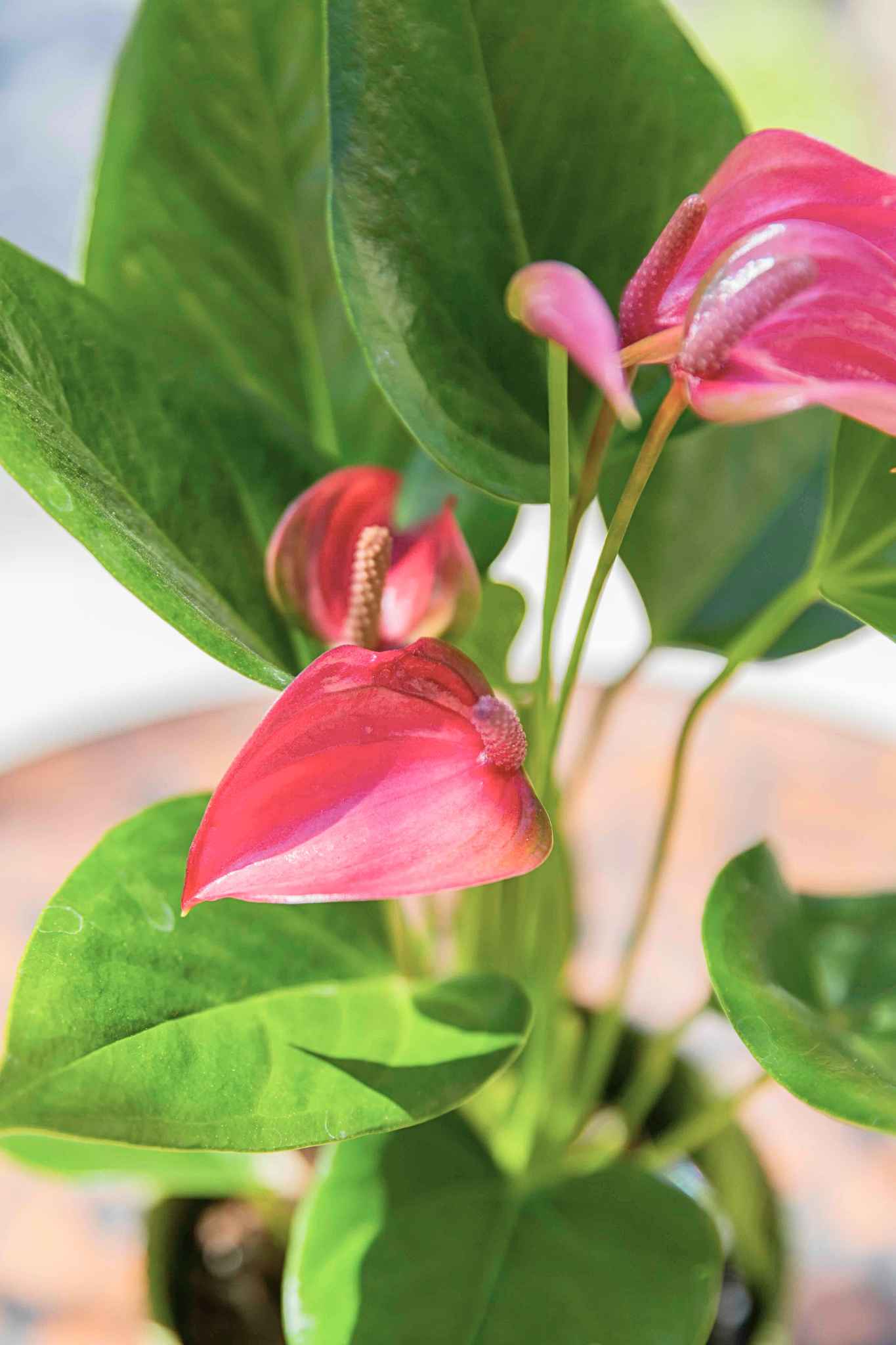 Plantas