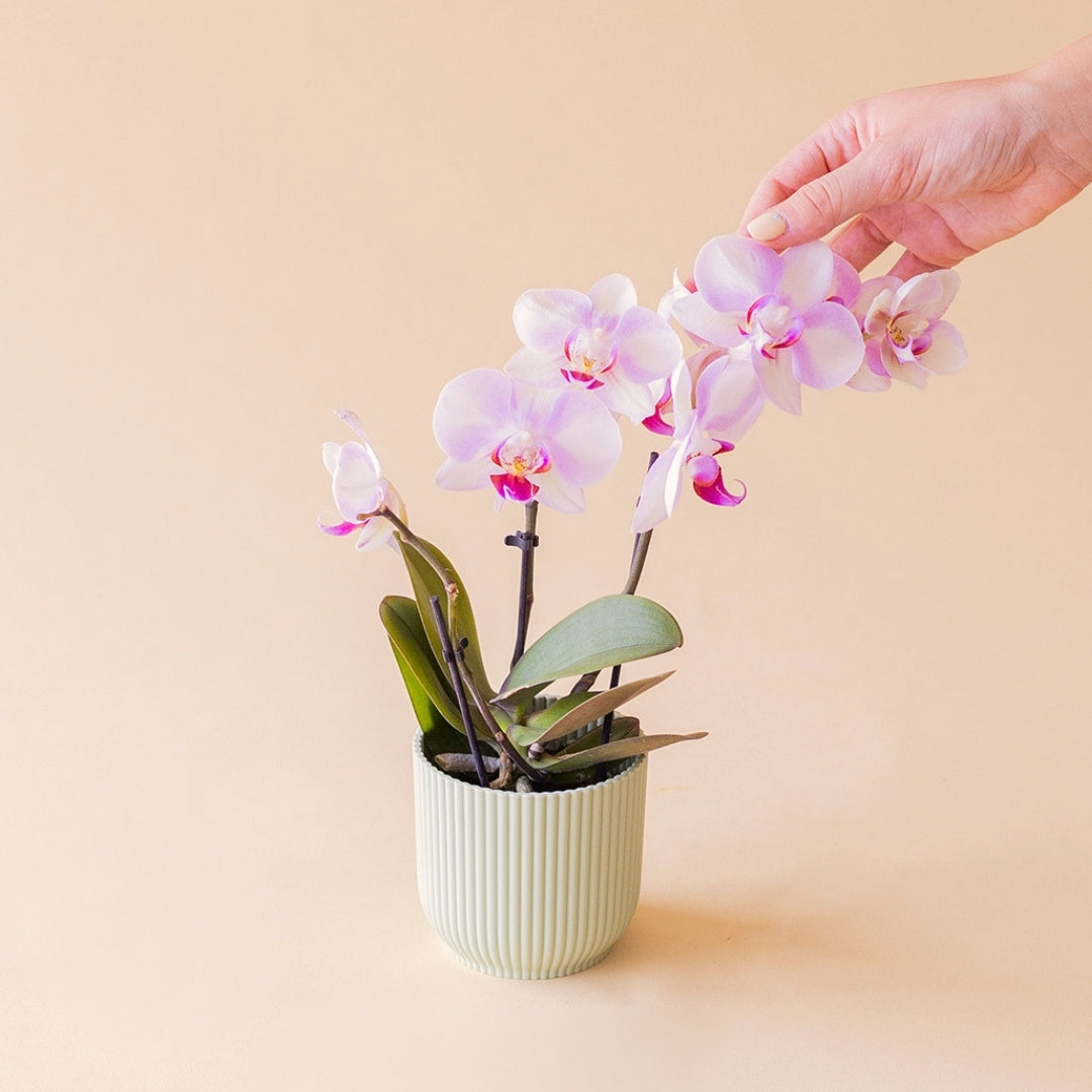 A Orquídea Mini - Orquídea Rosada