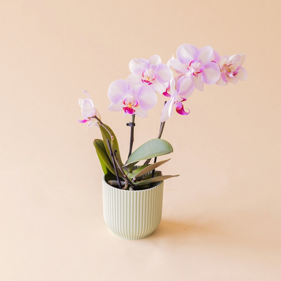 A Orquídea Mini - Orquídea Rosada