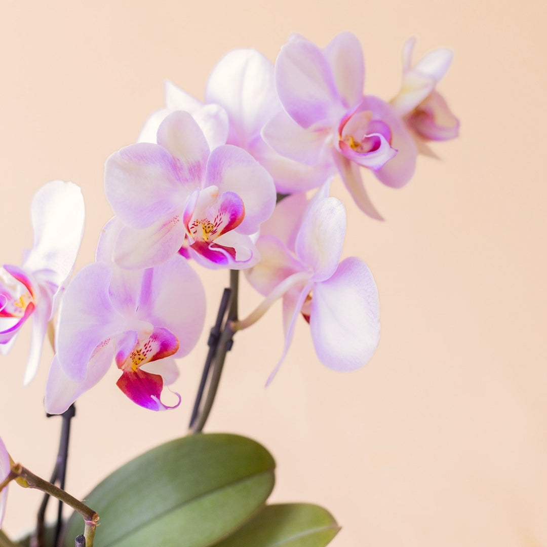 A Orquídea Mini - Orquídea Rosada