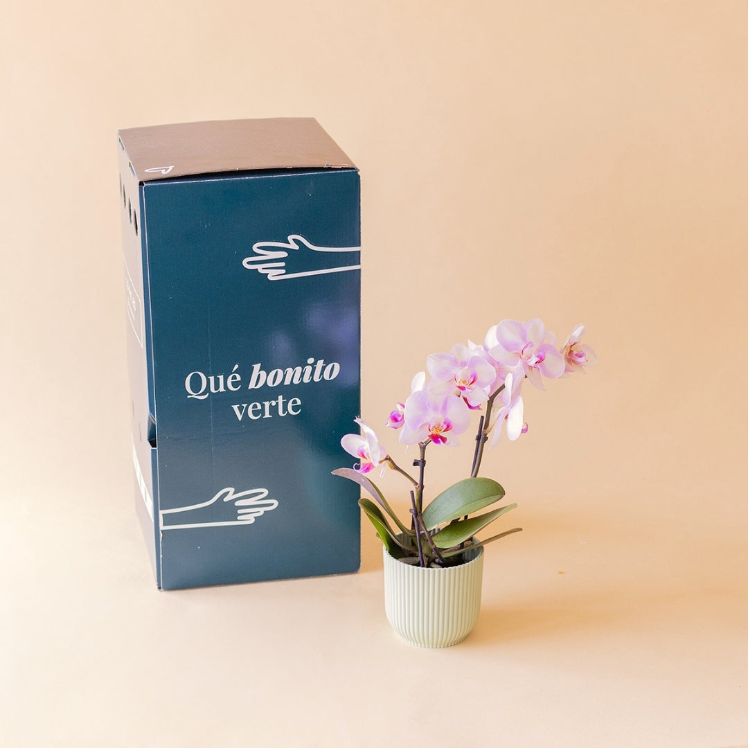 A Orquídea Mini - Orquídea Rosada
