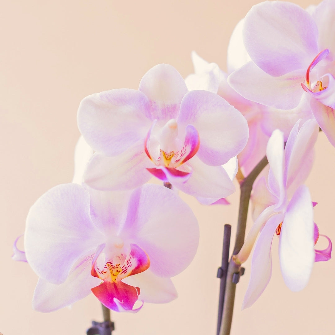A Orquídea Mini - Orquídea Rosada