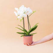 La Orquídea - Orquídea Blanca