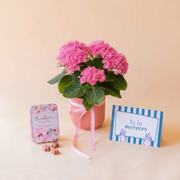 Pack hortensia rosa, con bombones frambuesa y tarjeta te lo mereces