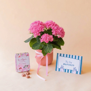 Pack hortensia rosa, con bombones frambuesa y tarjeta te lo mereces