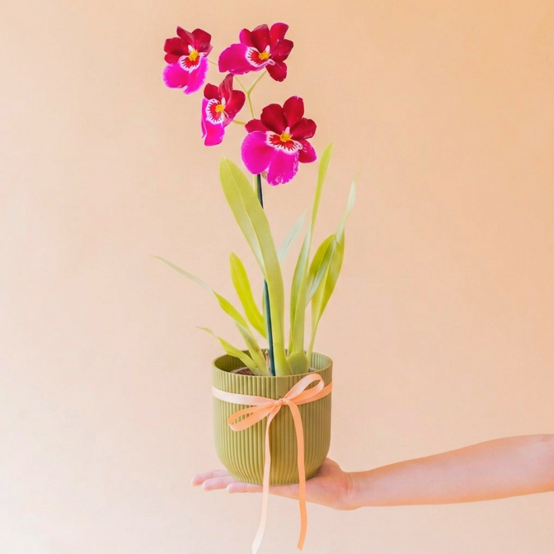 La Orquídea - Exótica Tropical Sorpresa