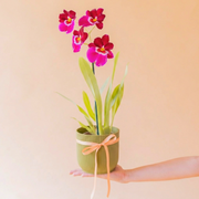 La Orquídea - Exótica Tropical Sorpresa