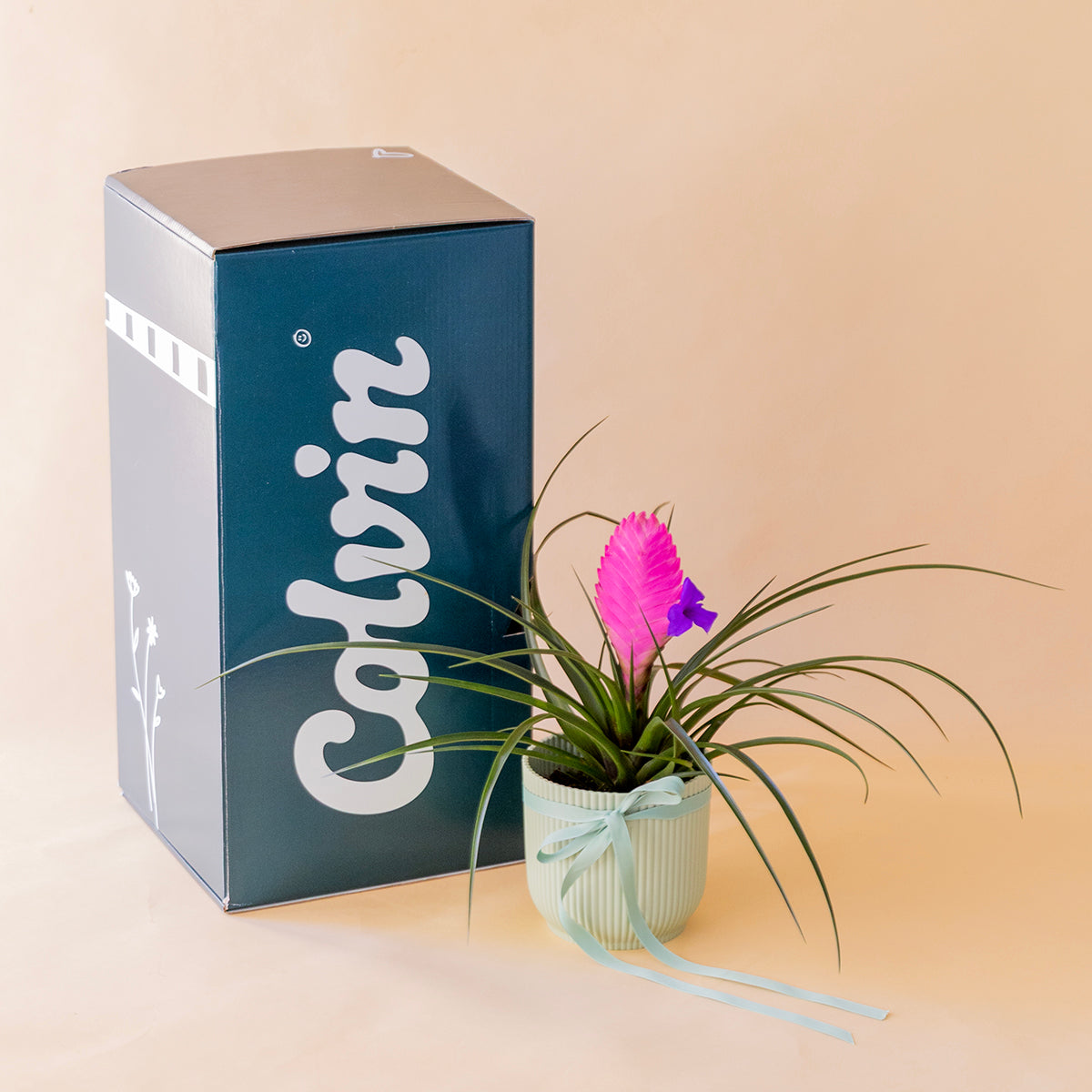 Tillandsia rosa en maceta blanca con lazo azul junto a caja de envío Colvin, entrega a domicilio - Colvin