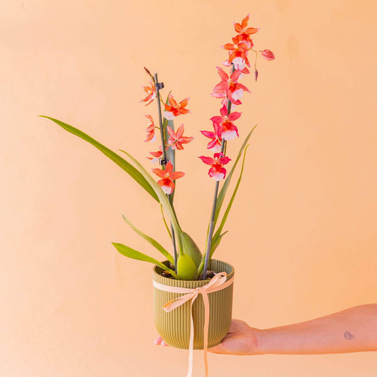 La Orquídea - Exótica Tropical Sorpresa