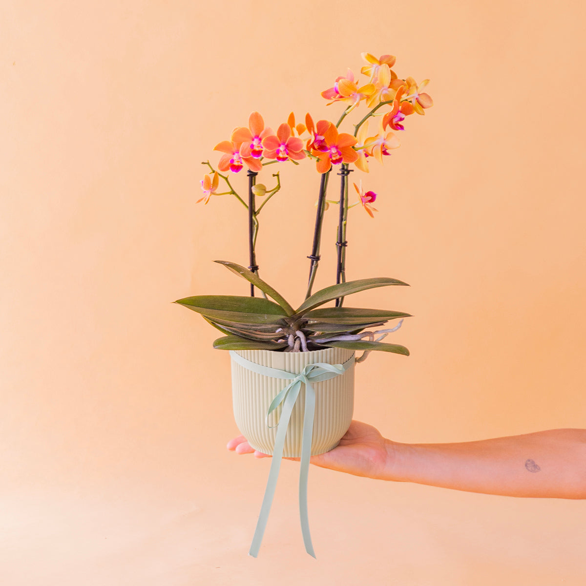 Orquídea naranja cumple con envoltorio, galletas y tarjeta