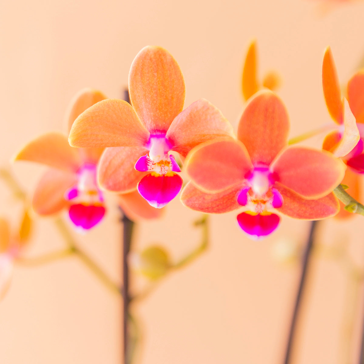 Orquídea naranja cumple con envoltorio, galletas y tarjeta