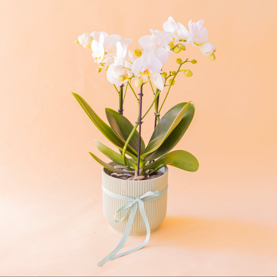 La Orquídea - Orquídea Blanca
