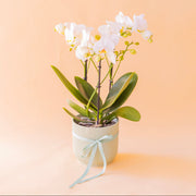 La Orquídea - Orquídea Blanca