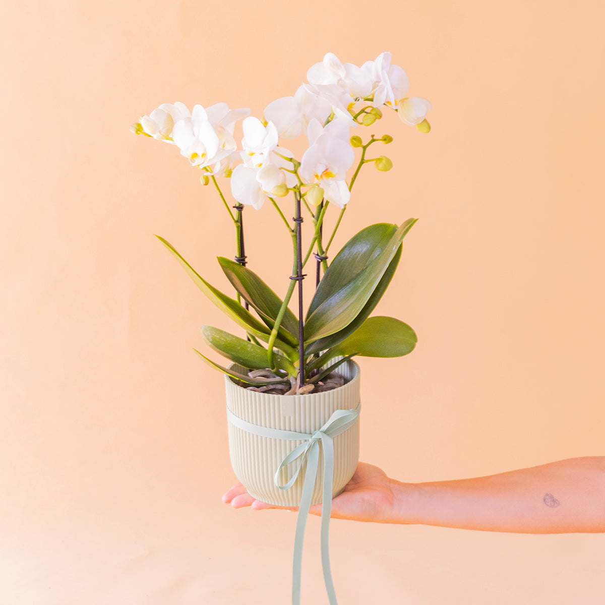 Orquídea Bicolor com Embrulho e Livro Floripedia