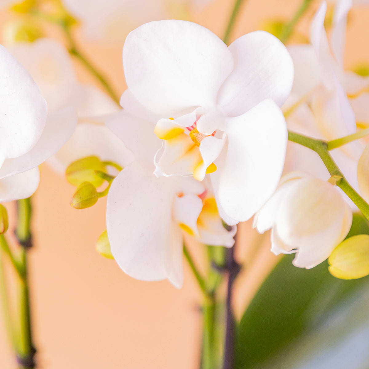 La Orquídea - Orquídea Blanca