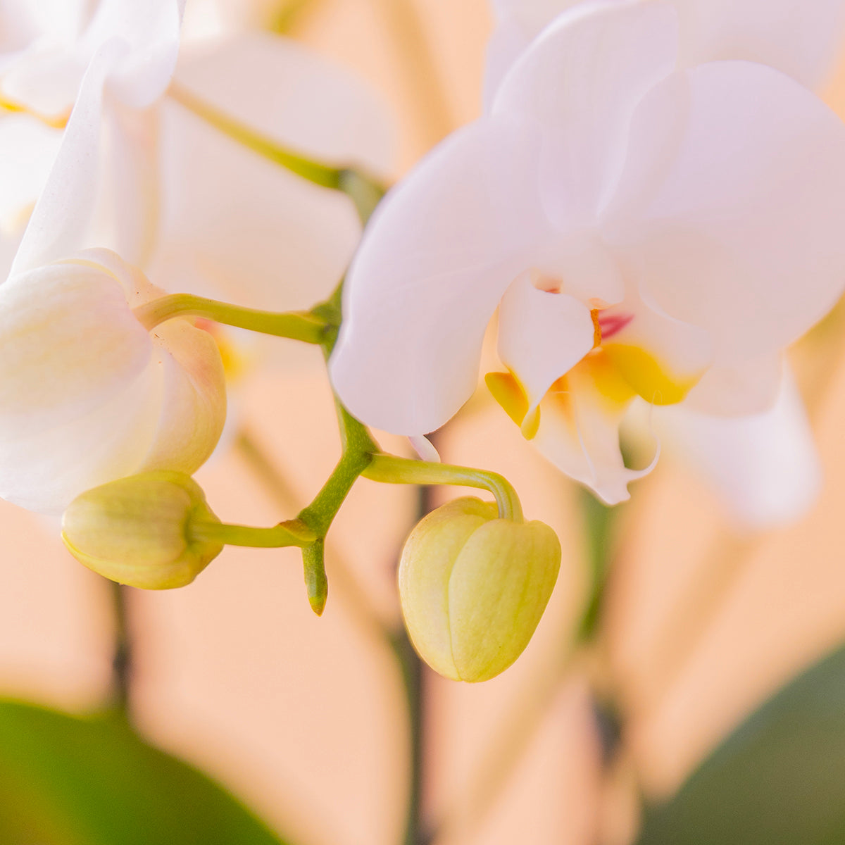 La Orquídea - Orquídea Blanca