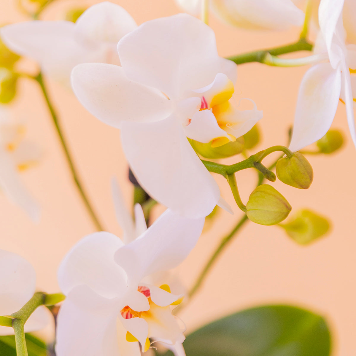 La Orquídea - Orquídea Blanca